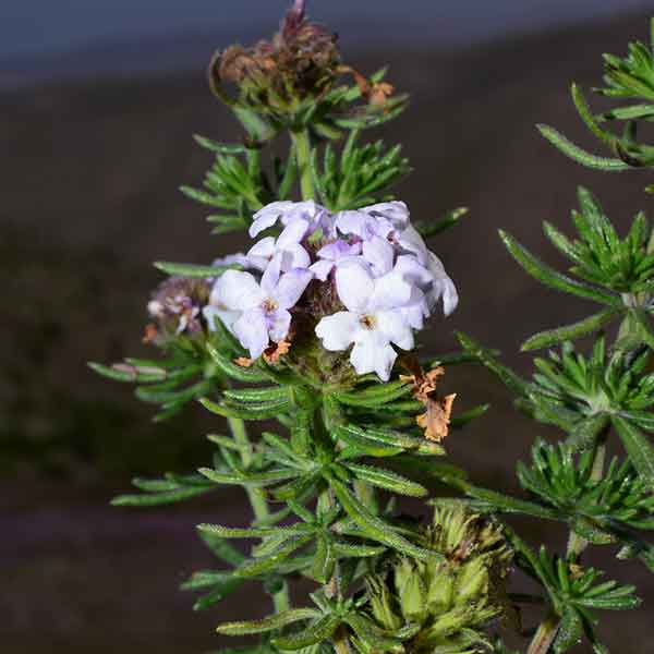 Biodiversidad y Especies de Ancash