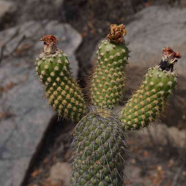 Riqueza y Abundancia de Ancash